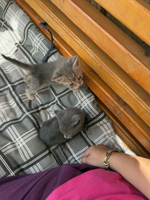 Подарявам малки котенца