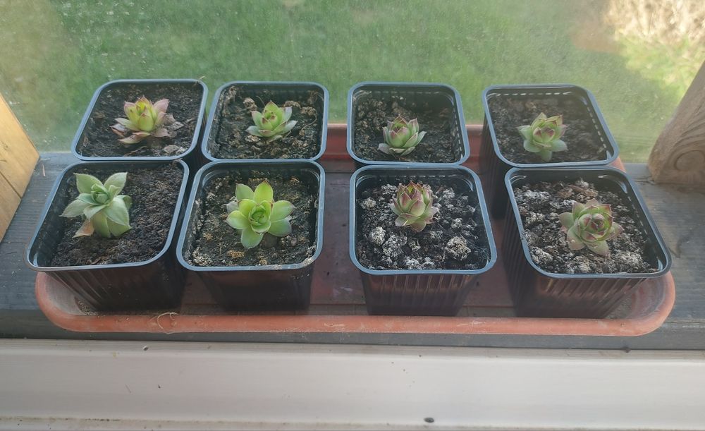 Plante Suculente Echeveria, Sempervivum Diverse Mărimi