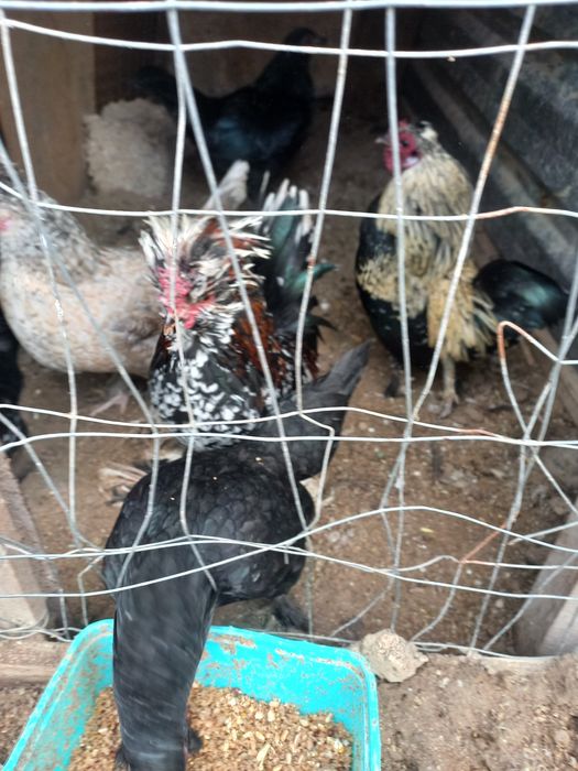 Япон товуклар ва хурозлар сотилади.