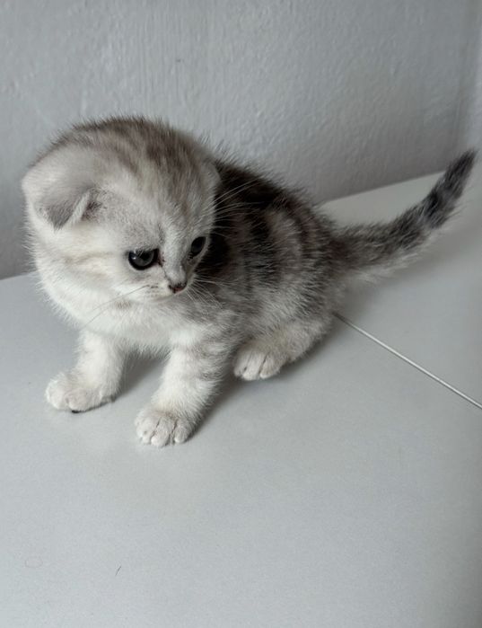 Вислоухие Шотландские котята