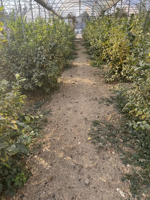 Lemon kochatlar bor 6 7 yilllik Limon hosilga kirgan