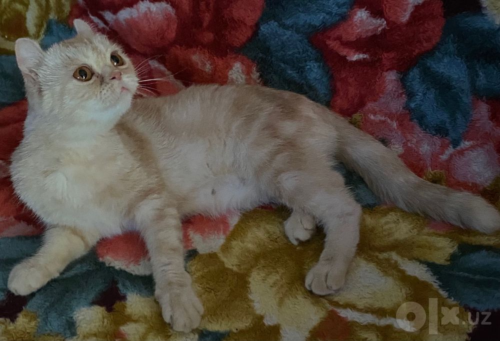 Кошка Шотландская