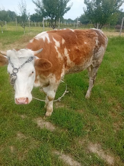 Junica baltata românească