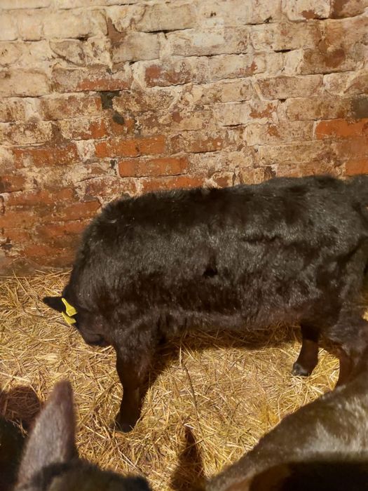 Продаются телята