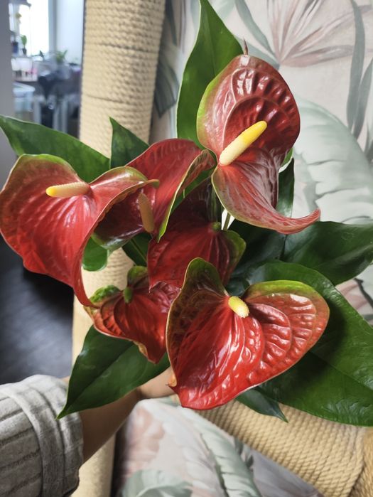 Комнатные растения