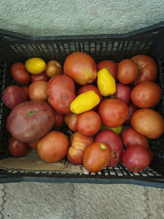 Продам дачные помидоры.