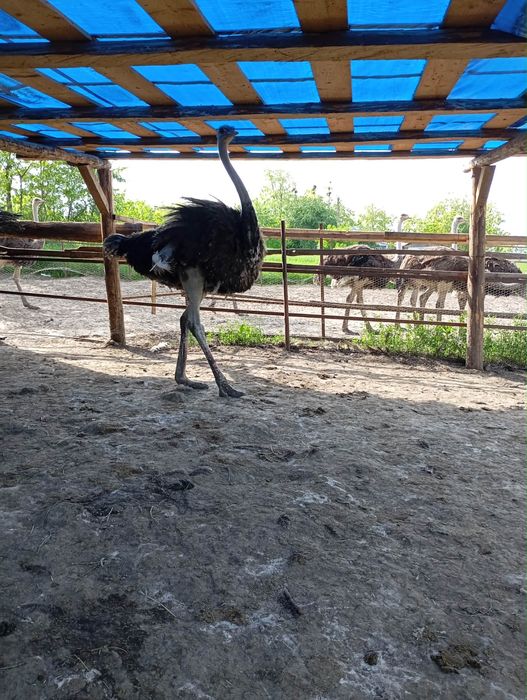Vand Struți - masculi si femele , au 120 kg , sunt crescuti dupa reteta  ( 1 an si 2 luni )