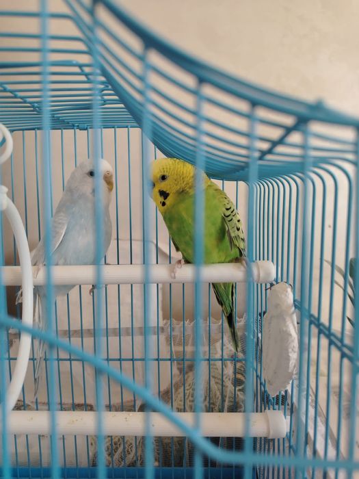 Папугай домашняя