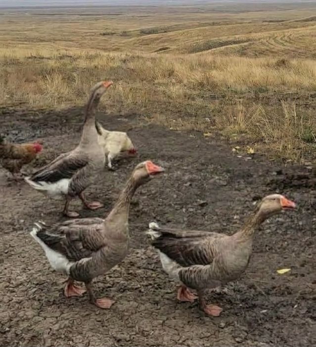 Продаются пара гусей!