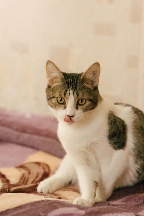 Котик 8 месяцев ищет дом