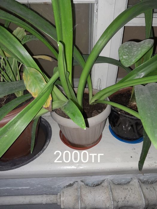 Цветы офисные занедорого