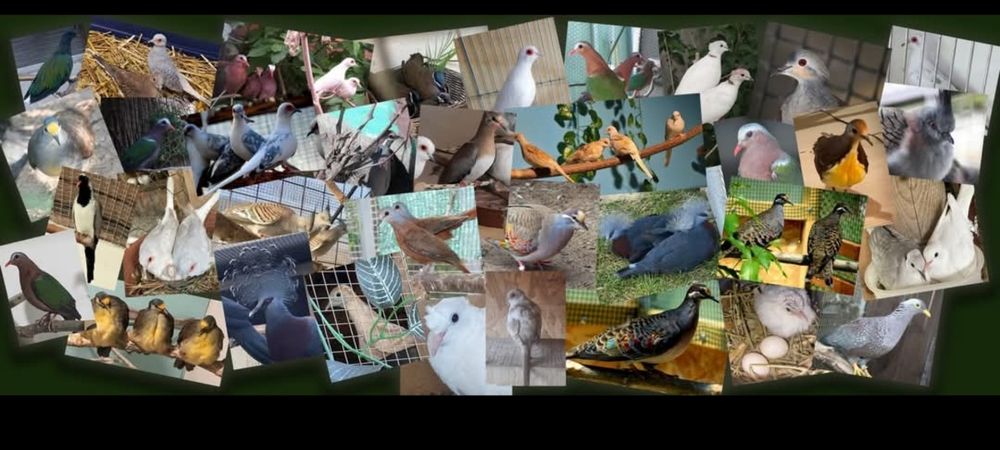 TURTURELE Exotice-Aripa  de bronz,aripă verde,tamburine, diamant,luzon