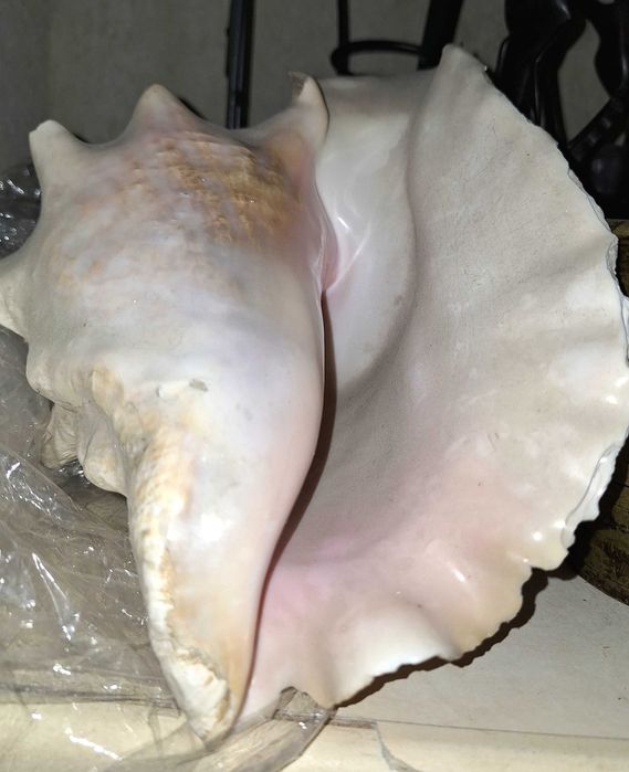 Голяма морска раковина от Карибско море