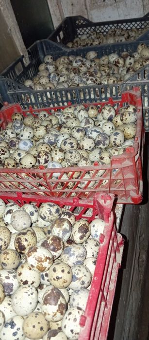 Бедана ва тухимлар