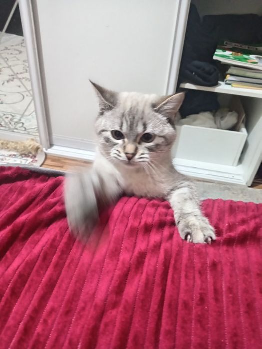 Отдам кошки в хорошие руки