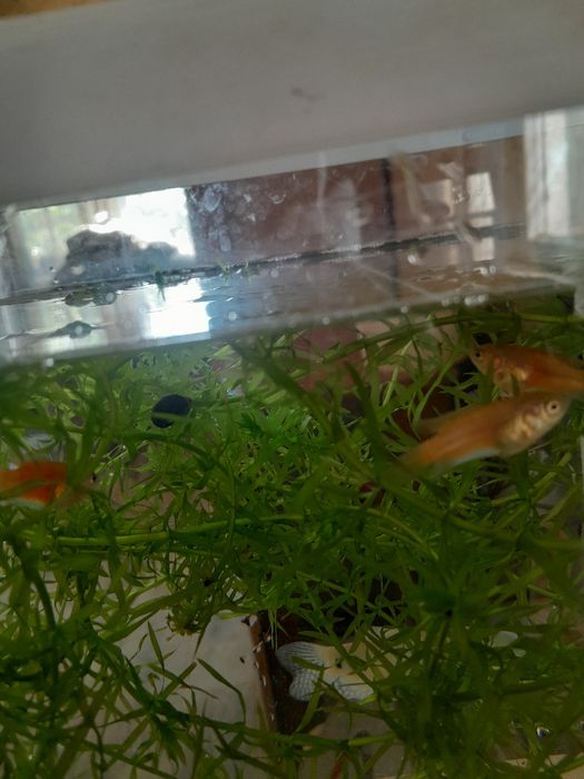 Аквариумные рыбки