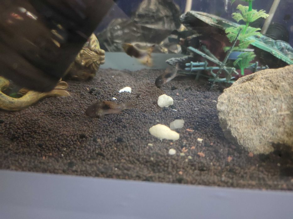 Аквариум с рыбками