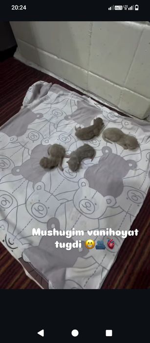 Britanskiy mushuklar bolalari