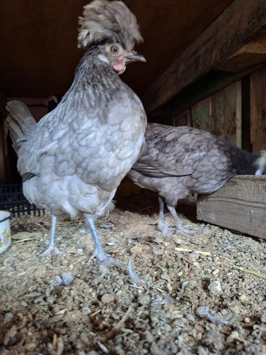 Gollandak tovuqlar sotuvda narxini kilishtirib biramiz