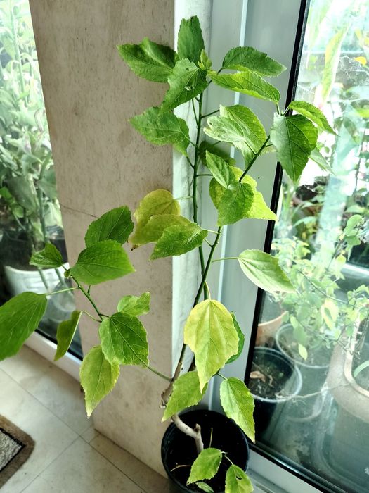 Хибискус Hibiscus malvaviscus