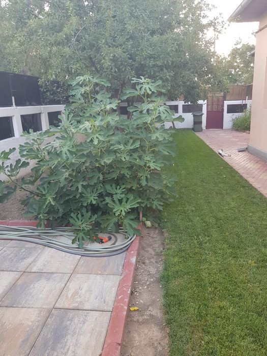 Vând casa curte Săbăreni