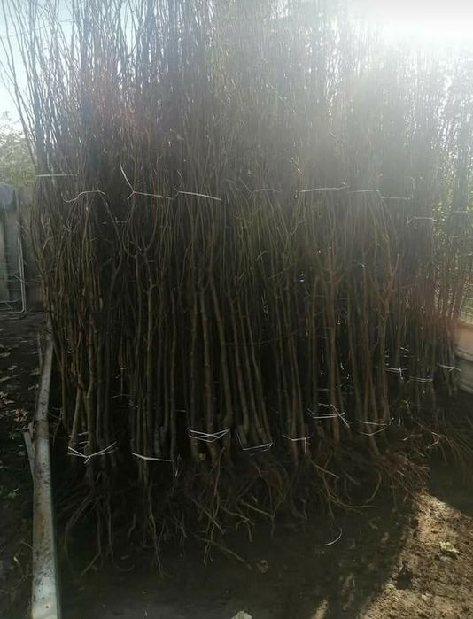 Butasi vita de vie și pomi fructiferi Ambalati