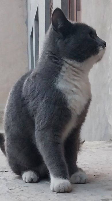 Skotish strayt zotlik uy mushgi