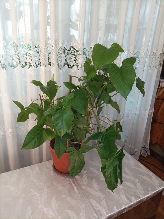 Цветок Сингониум большой