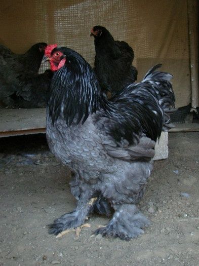 Vând găini Brahma Albastre