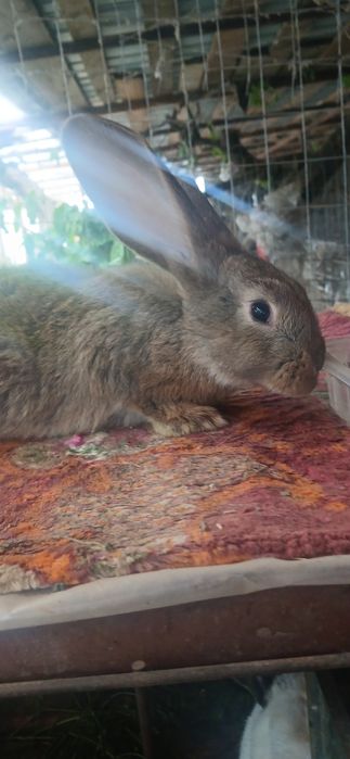 Iepuri de rasa uriasi