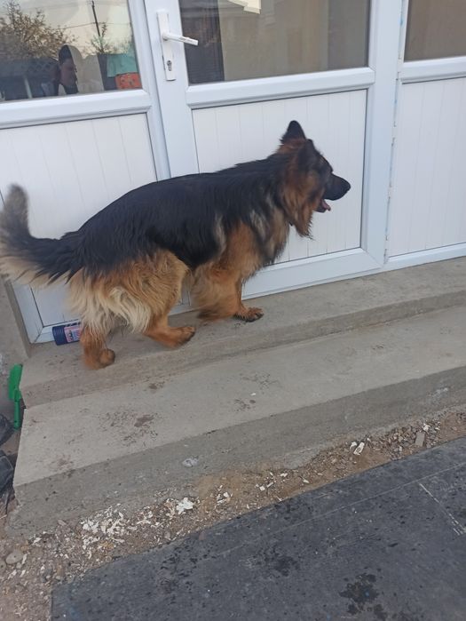 Немецкая овчарка кабель