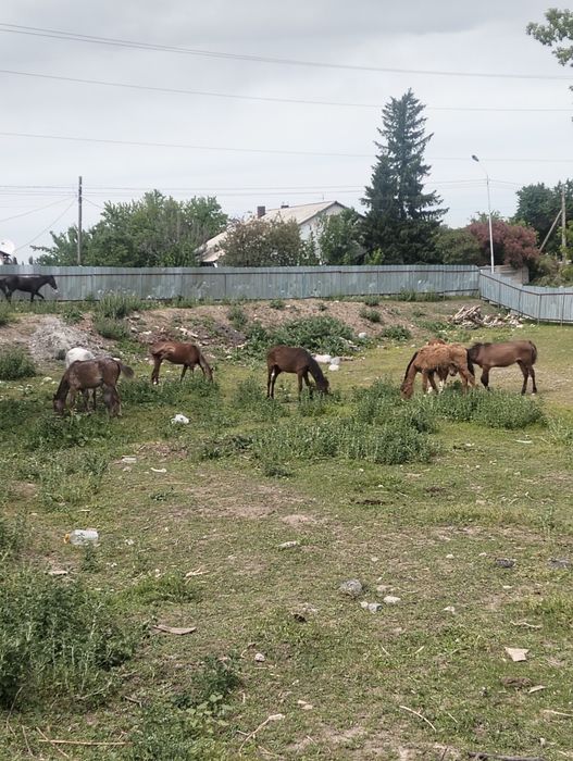 Таилар бар сатылады ургашы аралас