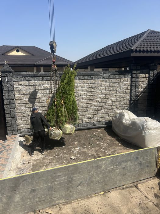 Пересадка деревьев