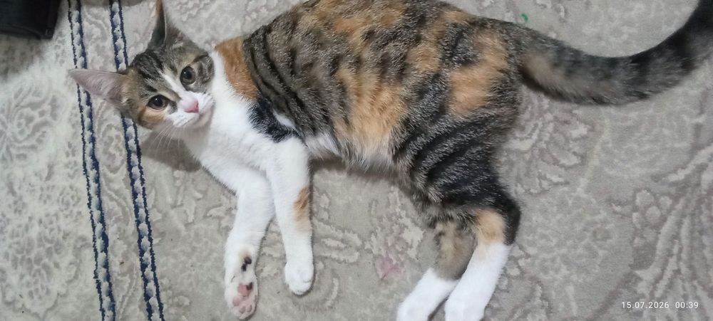 Kichkina mushukcha