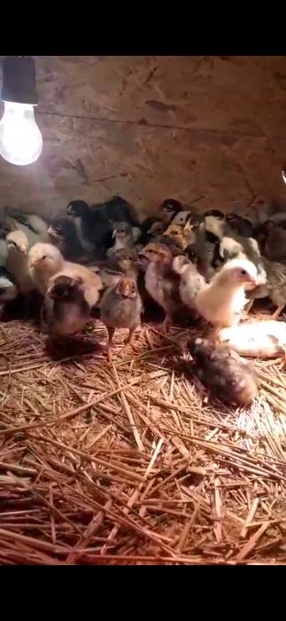 Vand pui de casa, pui si oua de Wyandotte, Plymouth Rock, Brahma