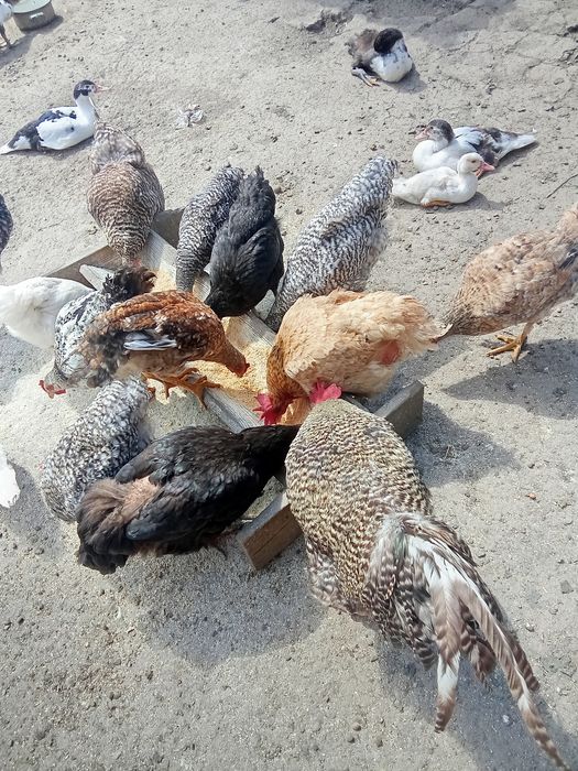 Rațe și pui țărănești