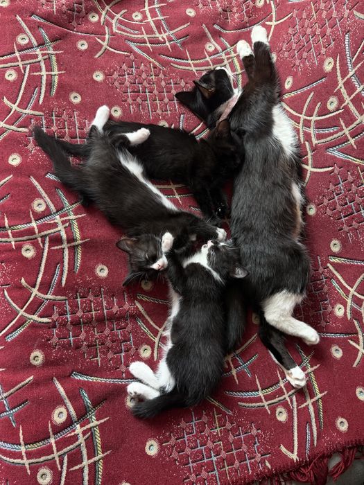 отдам котят в добрые руки