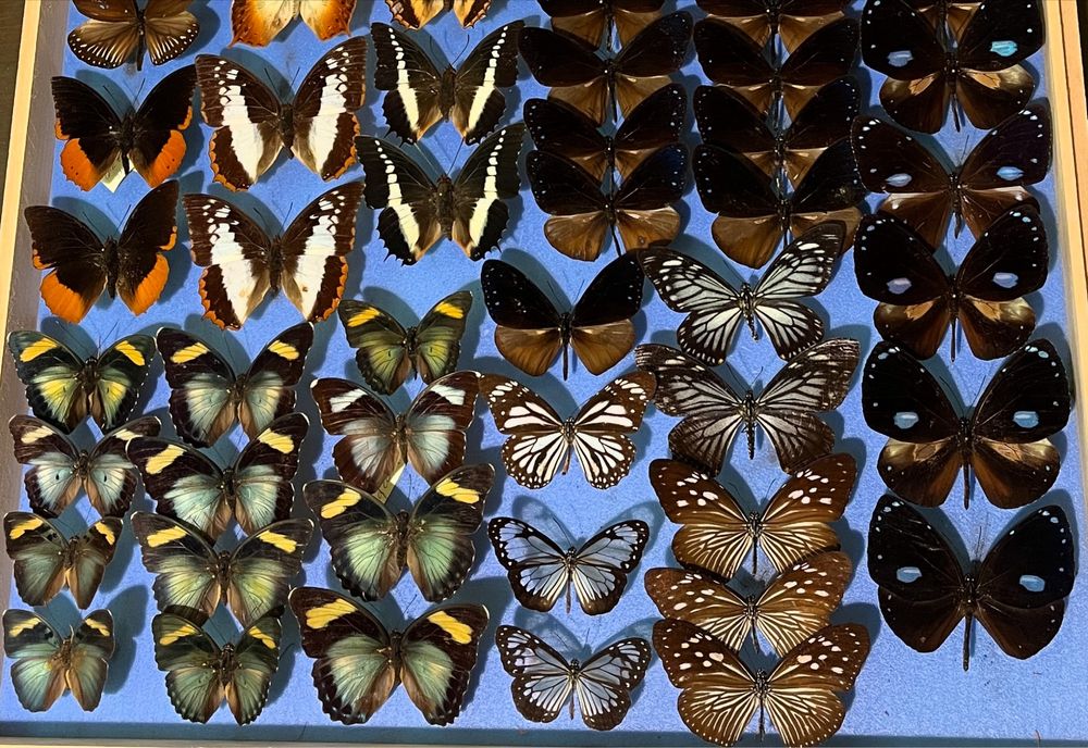 Колекция пеперуди за подарък