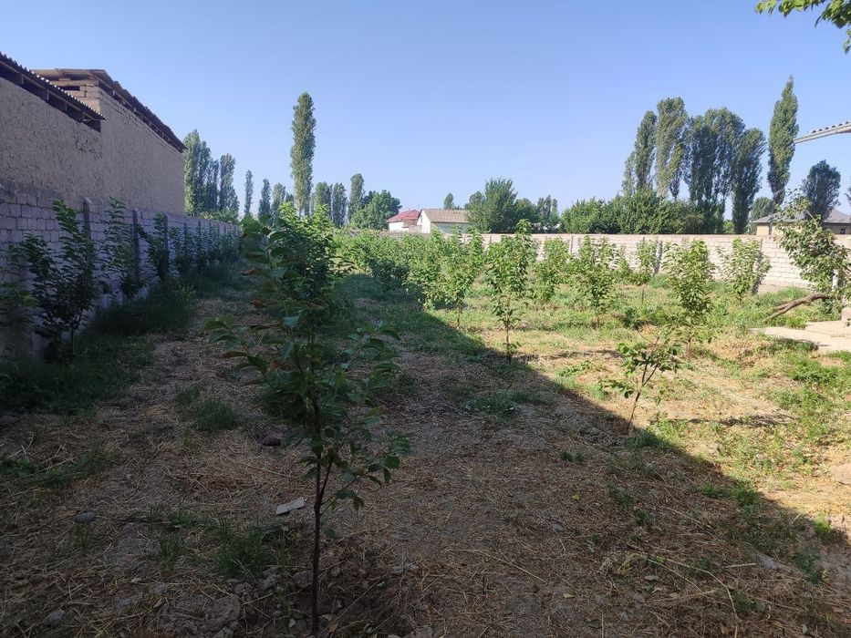 O'rta-Chirchiq 18-Sotux 7-Xona 120-Meval darxti xam bori