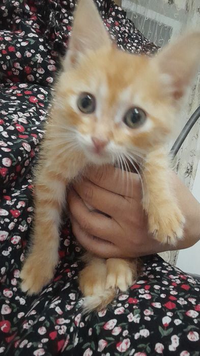 Отдам котёнок. мальчика