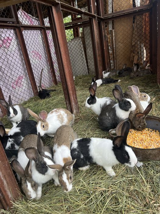 Vand iepuri Hycole Francez – vaccinați, vigurosi și bine întreținuți!