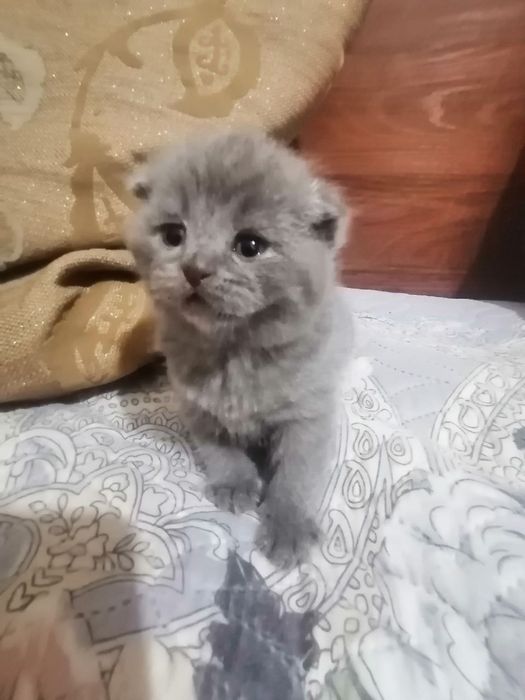 Продаются котята скоттиш фолд вислоухие. Осталась одна девочка.
