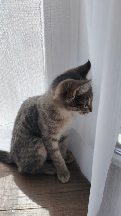Дарю котенка (котик 2.5-3 мес)