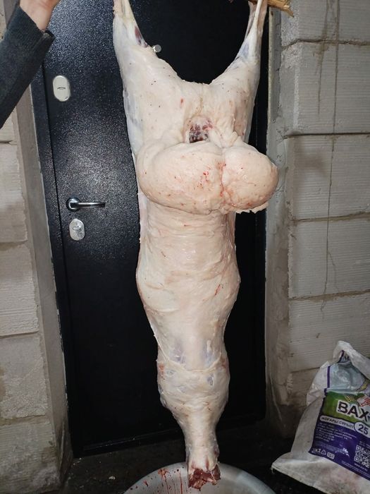 Қой еті. Баранина.