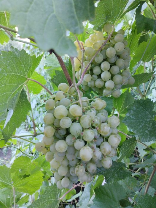 Черенки винограда. Сорт Алешенькин