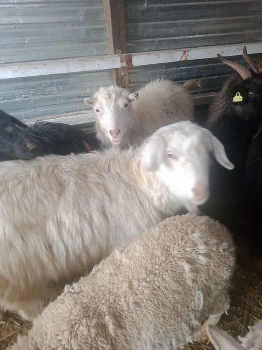 Қой, ешкі,теке/кой,ешки,теке