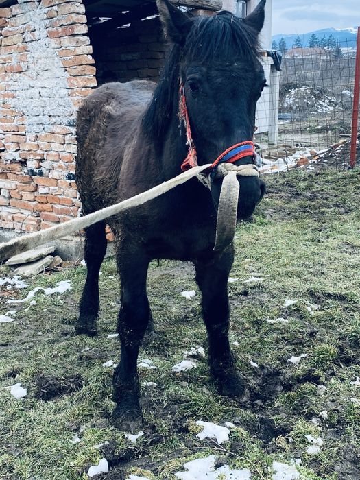 Manz 6/7 luni  din parinti ardenenez