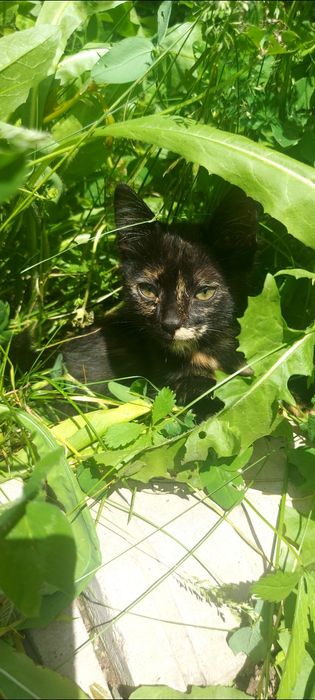 Отдается котенок в хорошие руки