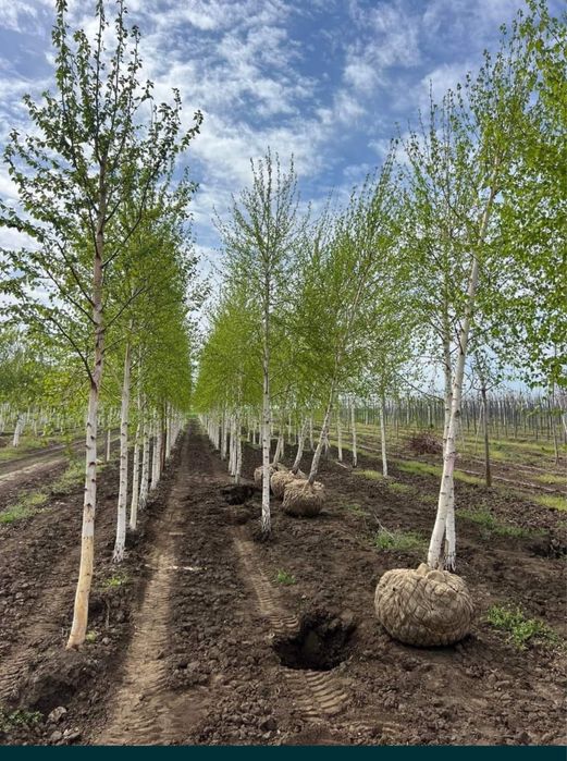 Copaci / Platan / Mesteacan cu coaja alba / Catalpa