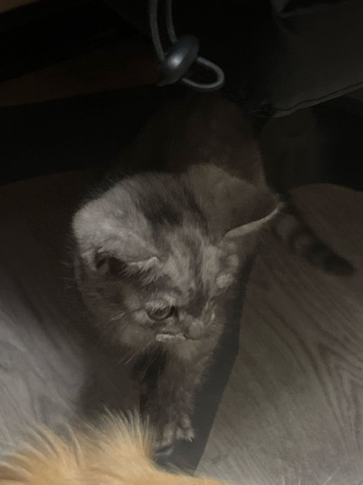 Отдам котенка, девочка